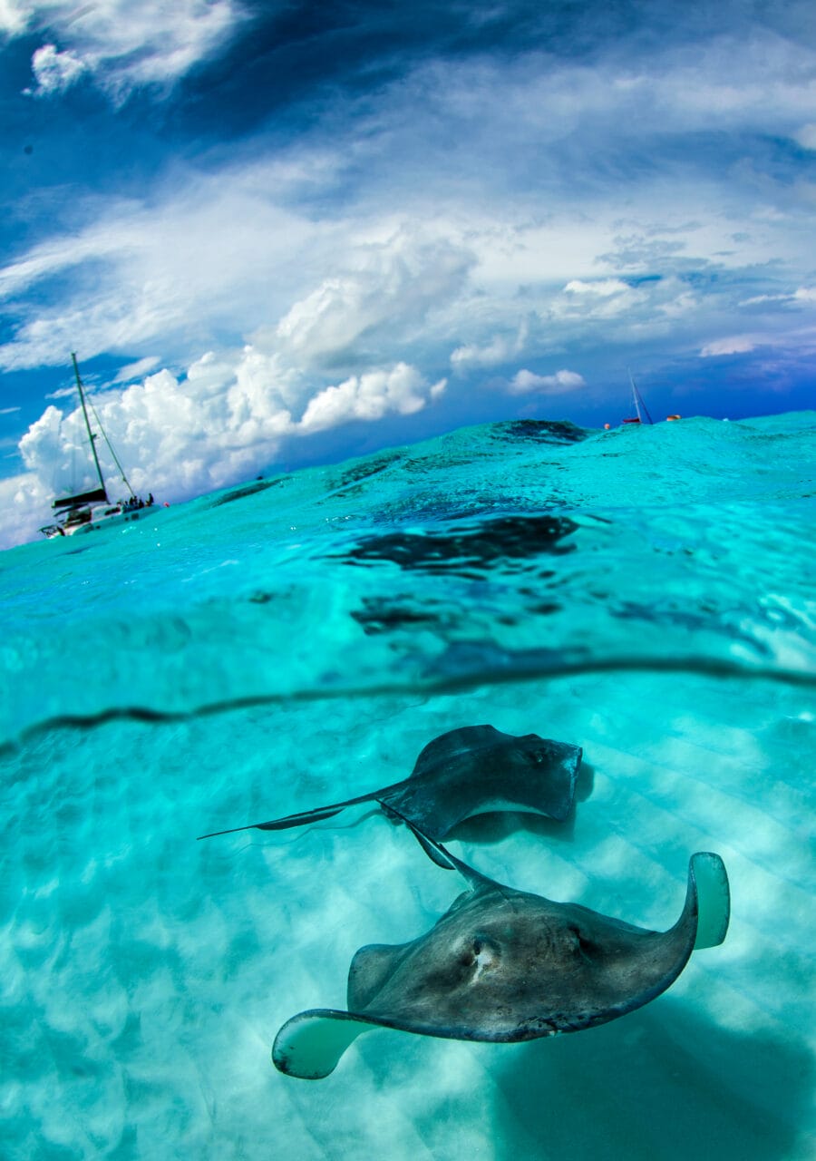 Stingray city - Cayman Islands